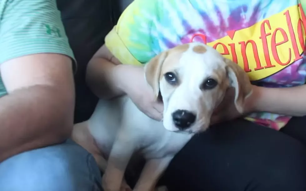 You Want More Puppies? We’ve Got Them! [VIDEO]