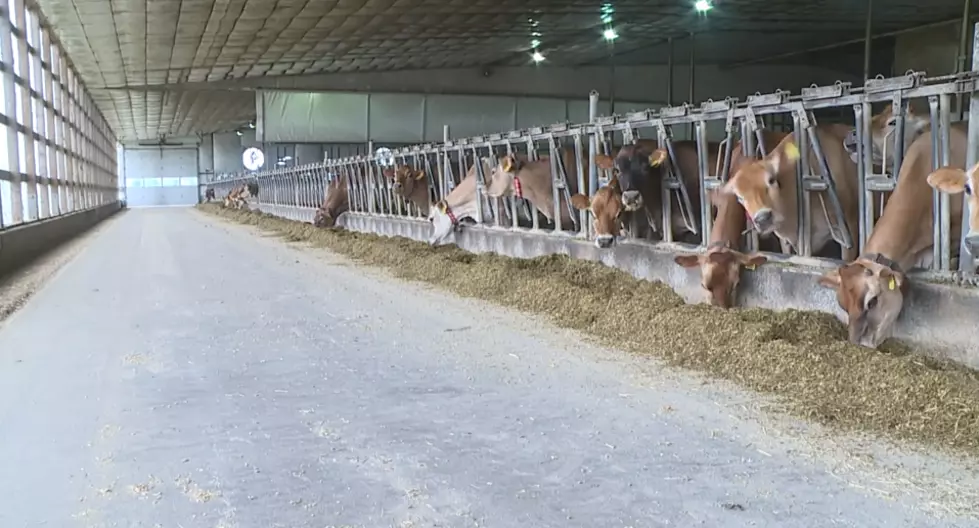 Hugely Successful Iowa Dairy Farm Gives Cows Unusual ‘Food’ Daily