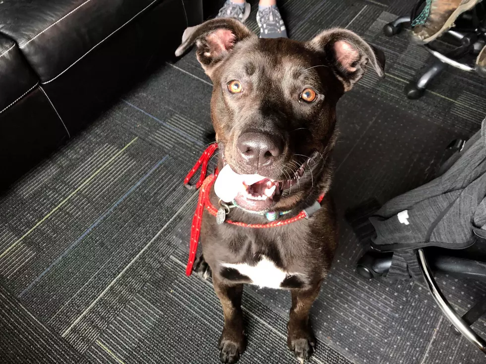 Once You Meet Molly, You'll Love Her Like We Do! [WATCH]