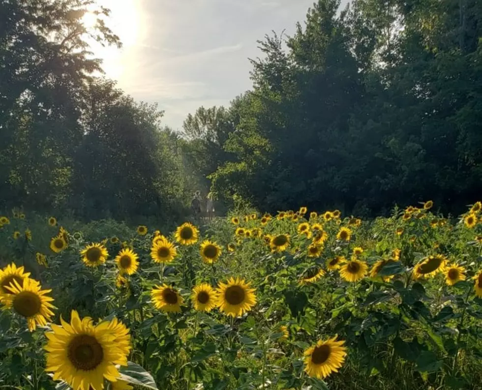 Brain's Family Visits Popular Sunflower Field [GALLERY]