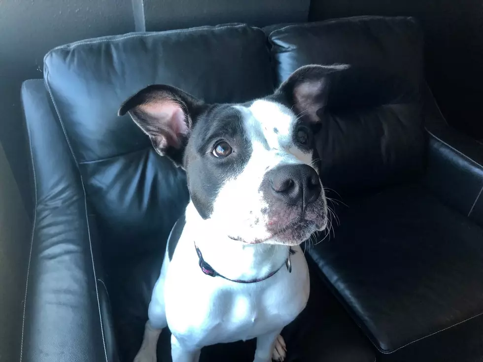 Lily Is A Young Pup Looking For Fun! [VIDEO]