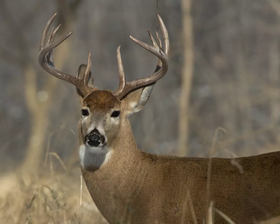 Zombie Deer Disease Confirmed In Iowa