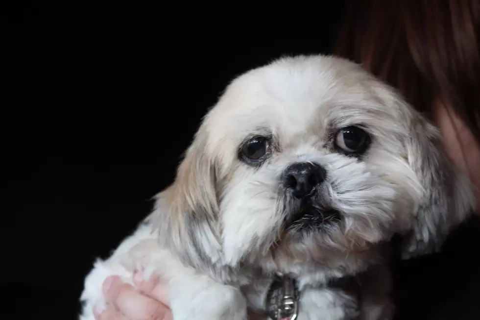 Sweet Little Marly Needs A New Home! [VIDEO]