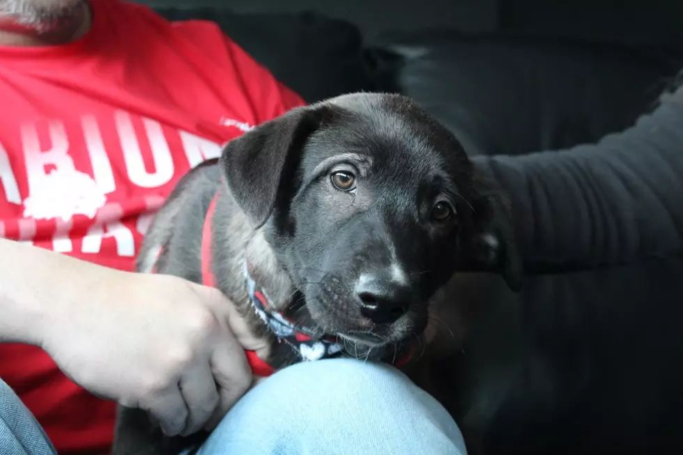 Cuddly Puppy Dasher Needs A Home! [VIDEO]