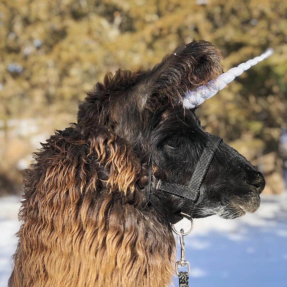 You Can Invite a Local Llama to Your Next Zoom Meeting