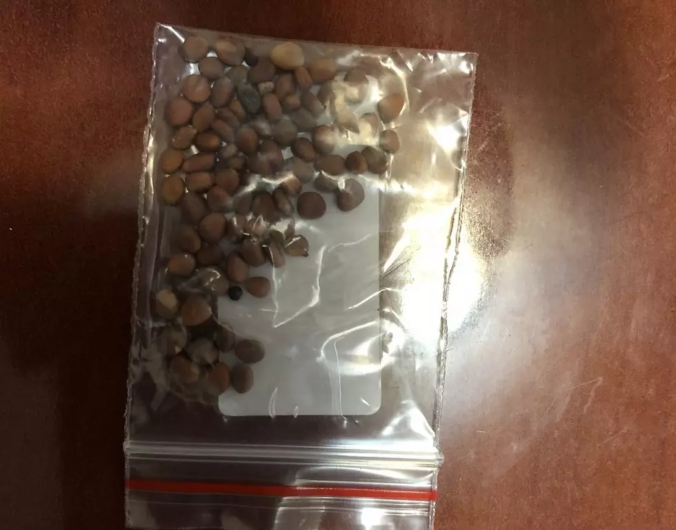 State of Iowa Says Don't Plant These Seeds If You Receive in Mail