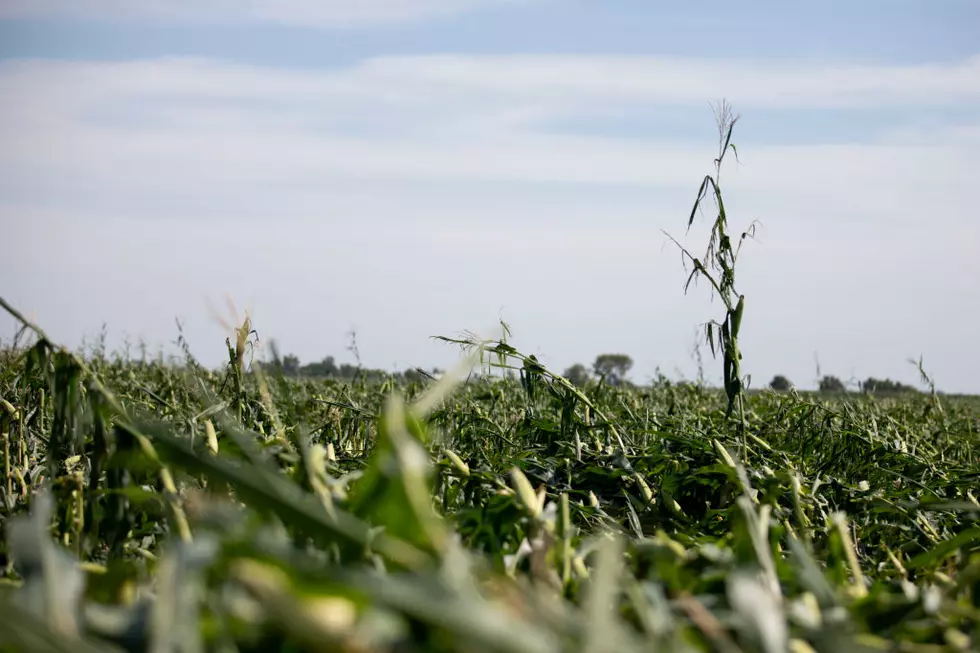 Iowa’s Derecho Related Crop Losses On The Rise