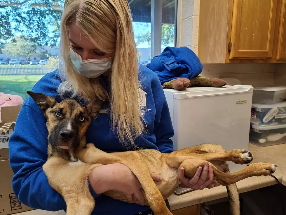 Humane Society: Do Autopsy on Iowa Dog Found on Brink of Death 