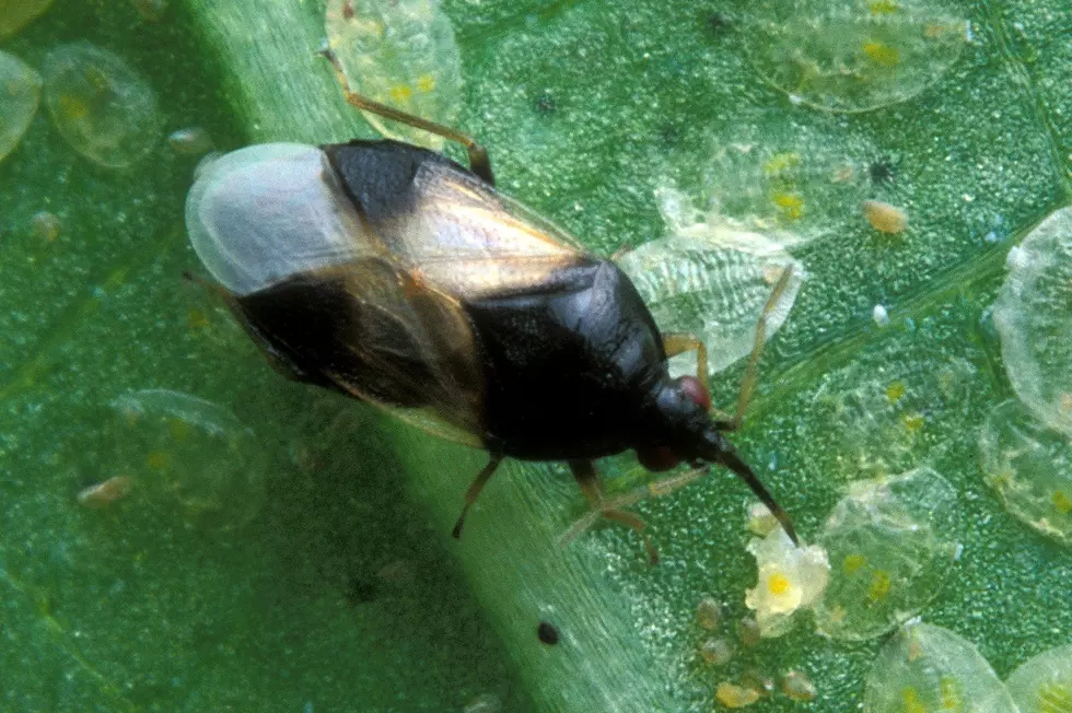 This Bug Is Making Iowans Go ‘Argh’ For Good Reason