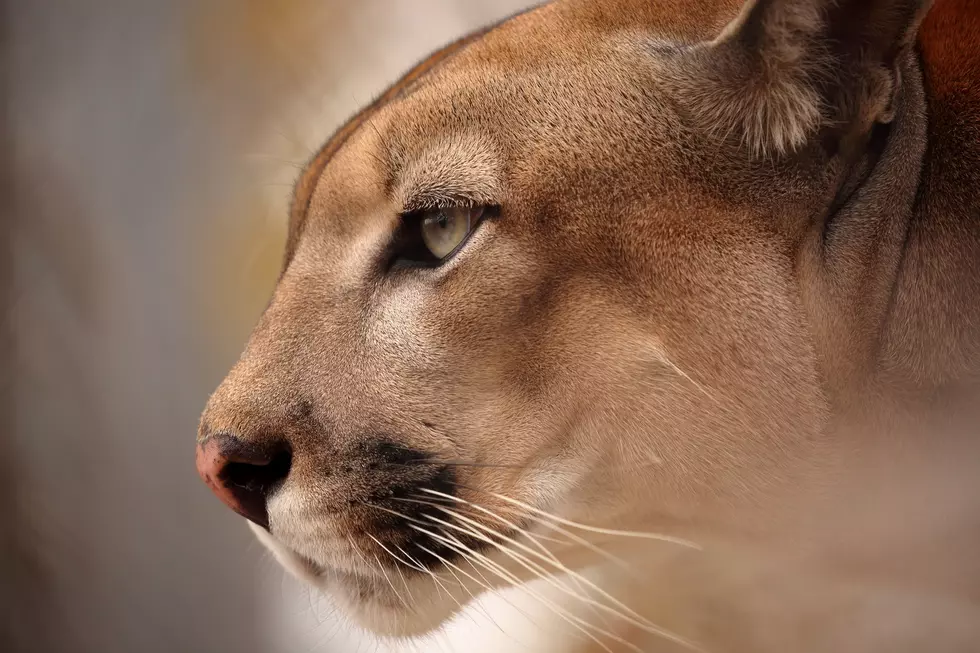 Hiawatha Police Warn Residents of Possible Mountain Lion
