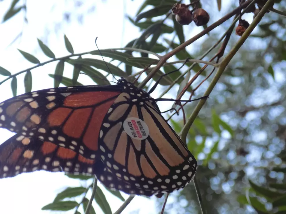 Butterfly Tagged in Iowa Ends Up in Another Country