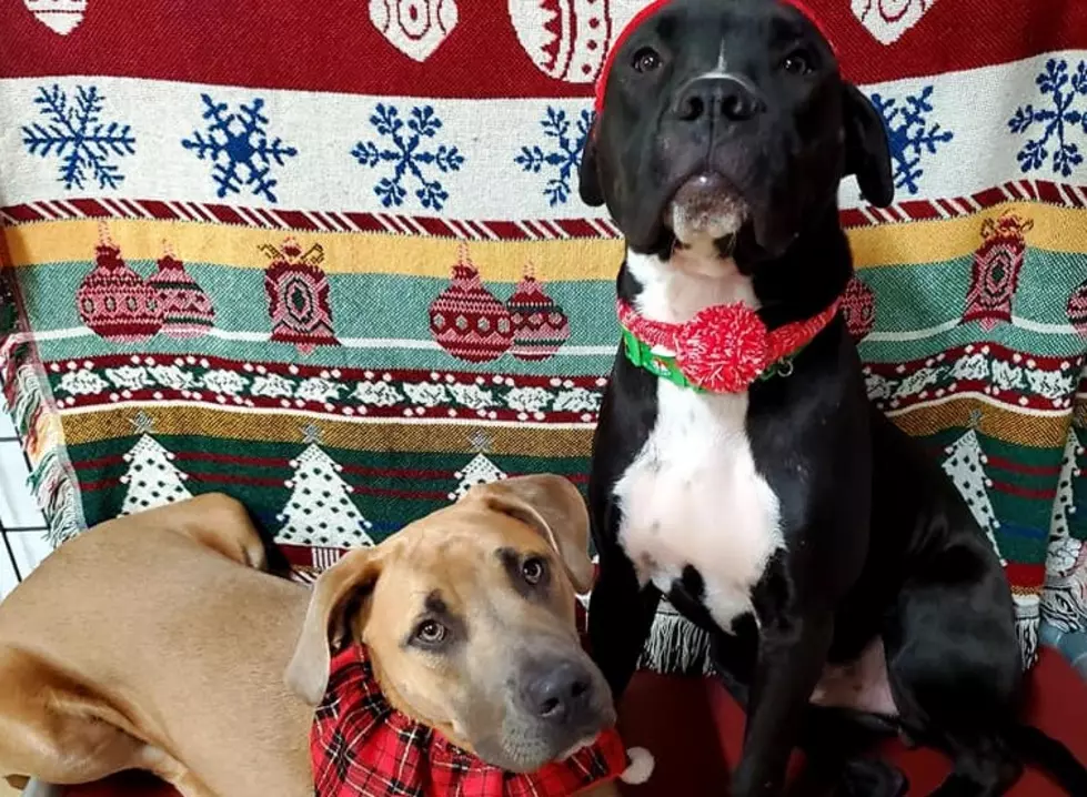 BFFs Tonka & Baxter Hope to Find a Home in 2020