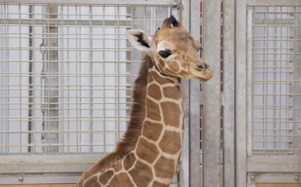 Iowa Zoo Welcomes Adorable Baby Giraffe [PHOTOS/VIDEO]
