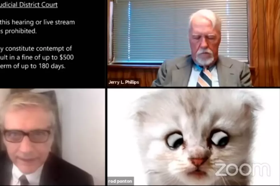 Lawyer Has Filter Issue, Is Cat During Zoom Court Meeting [WATCH]