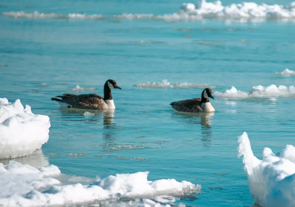 UPDATE: Geese in Coralville Died Of Vitamin Deficiency and the Cold