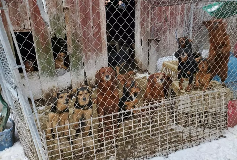 Over 50 Dogs Have Been Rescued from a Property in Marengo
