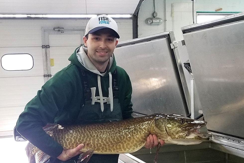 25-Year-Old Muskie Hauled In, Oldest Of Its Type Known In Iowa