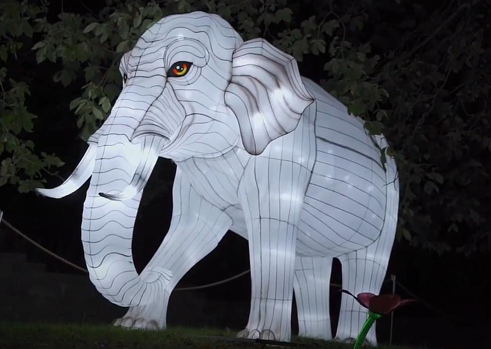 Blank Park Zoo’s ‘Wild Lights Festival’ is Going on Now
