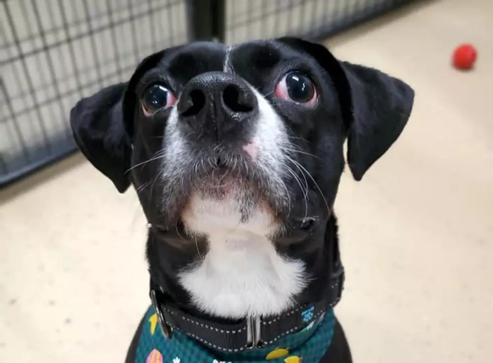 Friendly-Faced Iowa Dog Looking For Home [PHOTOS]