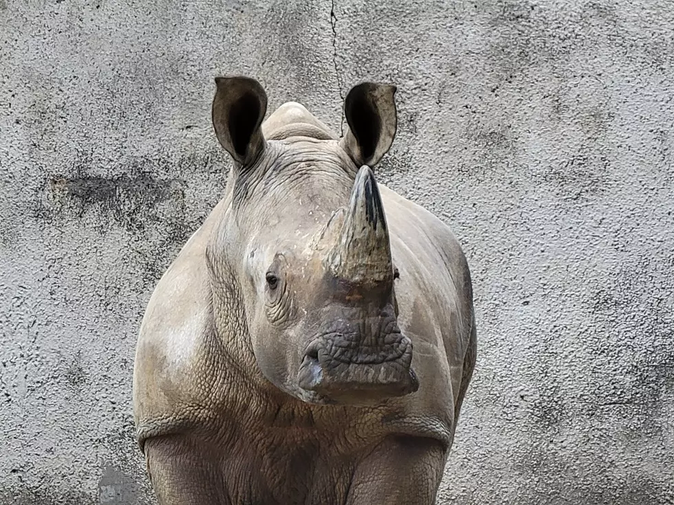 Popular Zoo Just 90 Minutes From Cedar Rapids Welcomes Its First Rhino