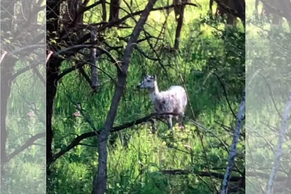Iowa Woman Captures Rare Piebald Deer On Video [WATCH]