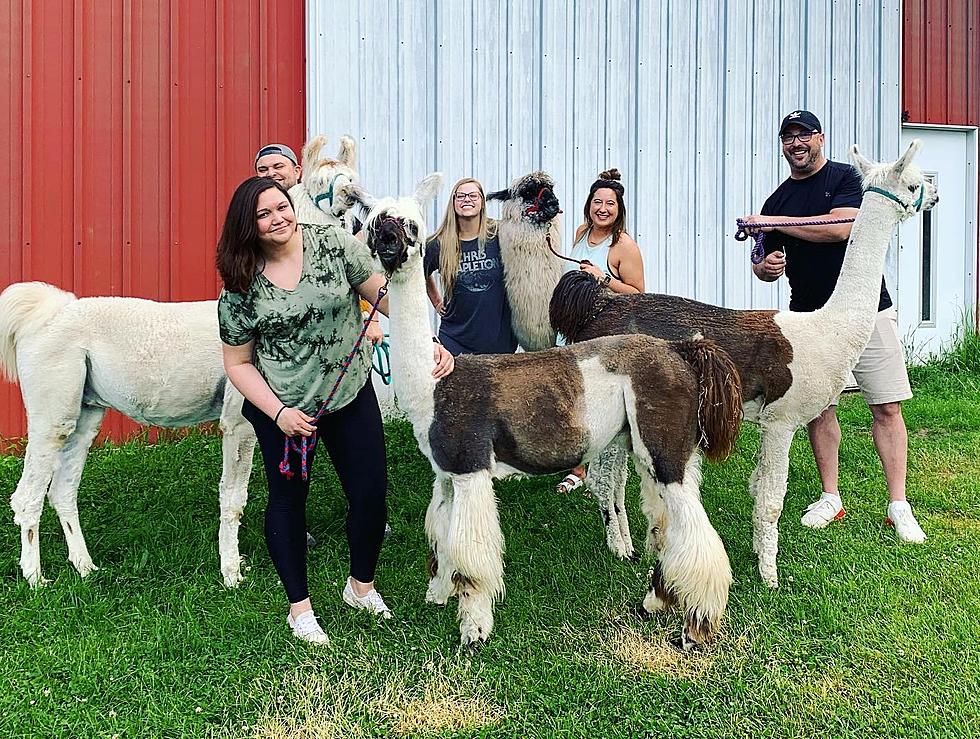 Brain & Courtlin Got to Hang Out With Llamas This Week [GALLERY]