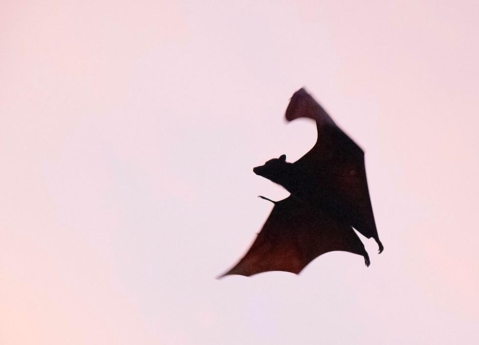 Eastern Iowans Exposed to Rabid Bat at Omaha Zoo