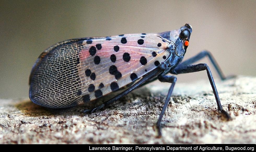Insect That Threatens Fruits & Trees Found One State from Iowa