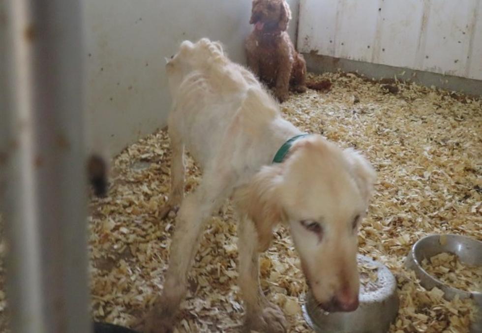 Federal Government Gets Court Order Against Iowa Dog Breeder