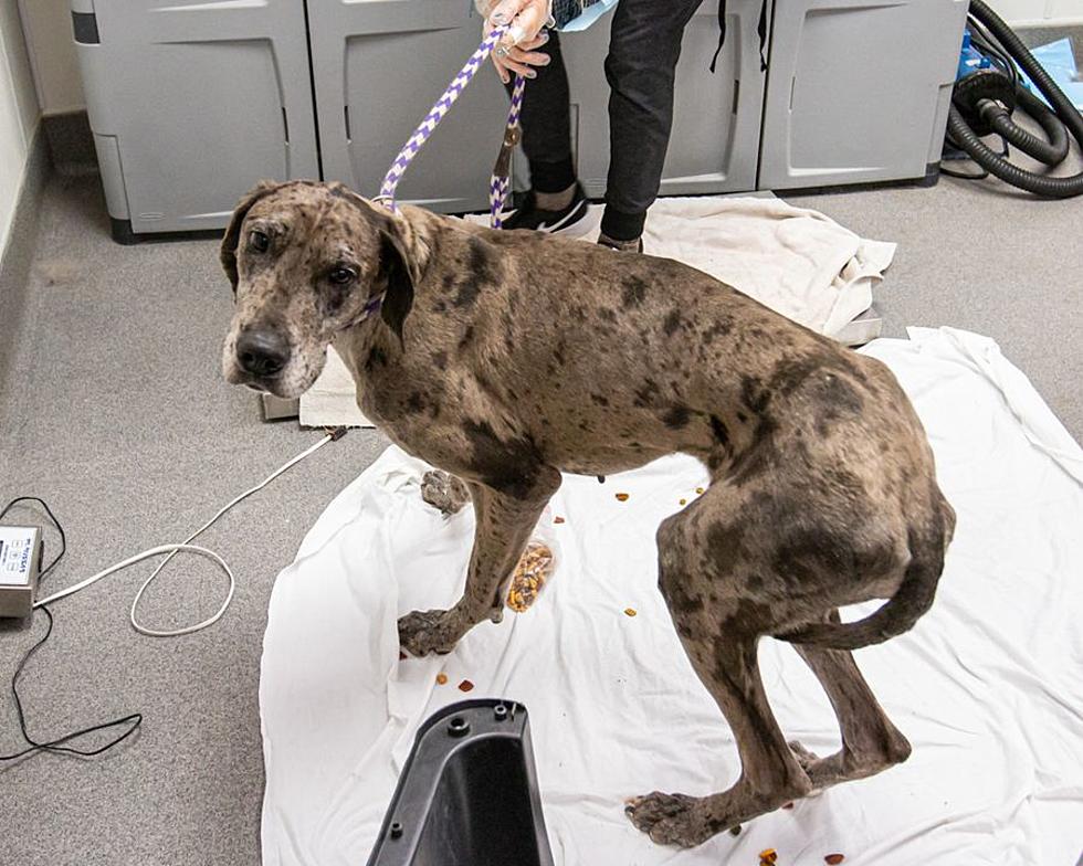 Over 40 Animals Rescued From Terrible Conditions in Southeast Iowa [PHOTOS]