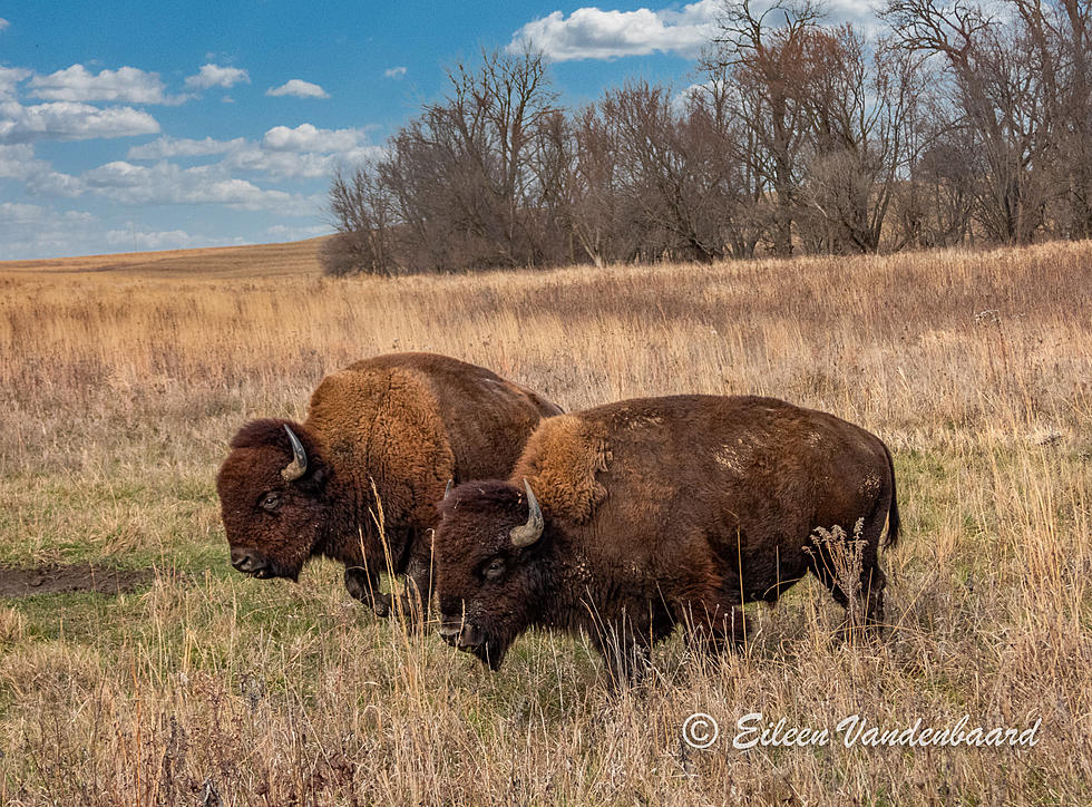 You Can See Wild Elk & Bison at an Iowa Wildlife Refuge [PHOTOS]
