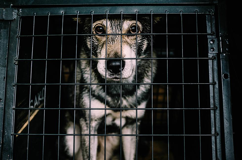 Iowa Has Puppy Mill Problem, Here’s What You Can Do to Help