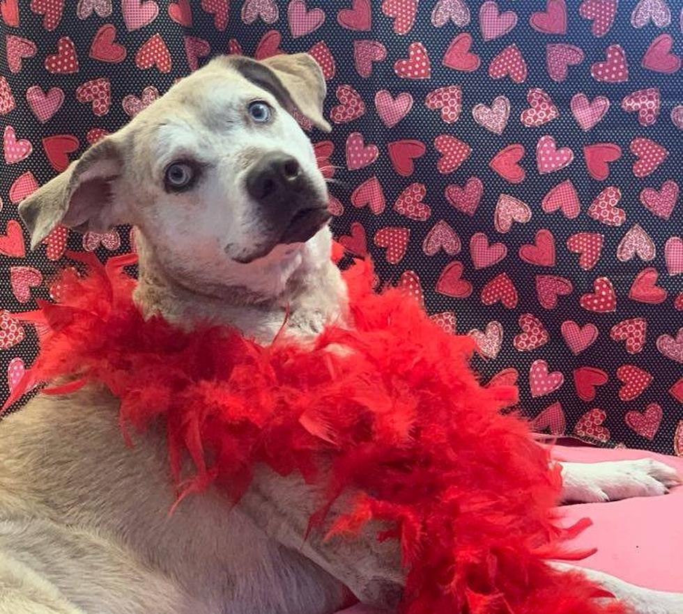Send Your Valentine a ‘Pup-a-Gram’ from Last Hope Animal Rescue