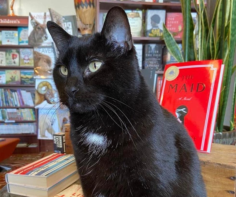 Meet Frank, The Cat Who Works at a Cedar Rapids Bookstore