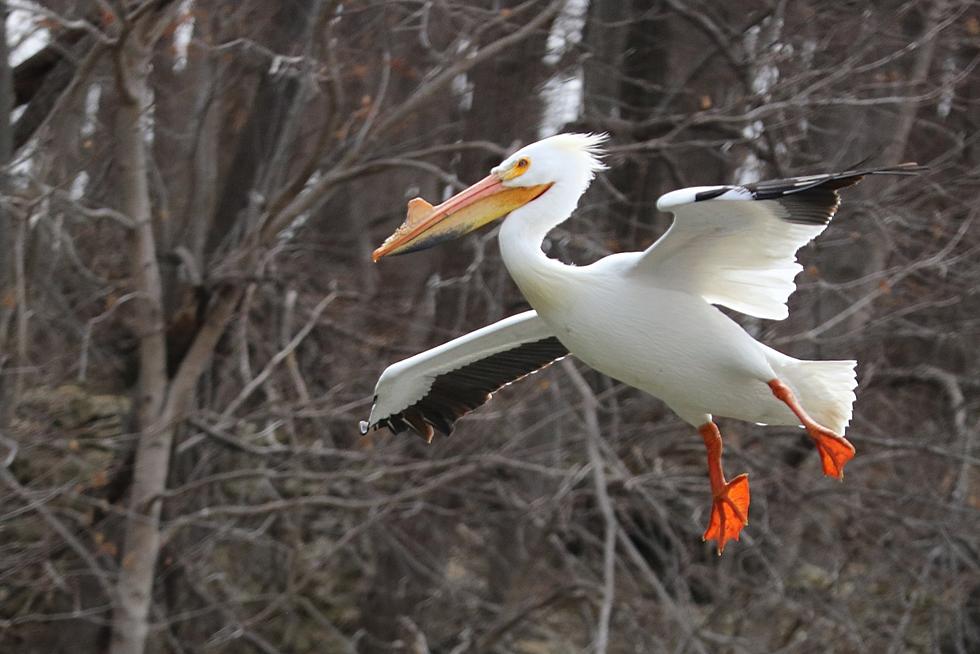 Migrating Pelicans Again Providing Iowans With Visual Splendor [PHOTOS]