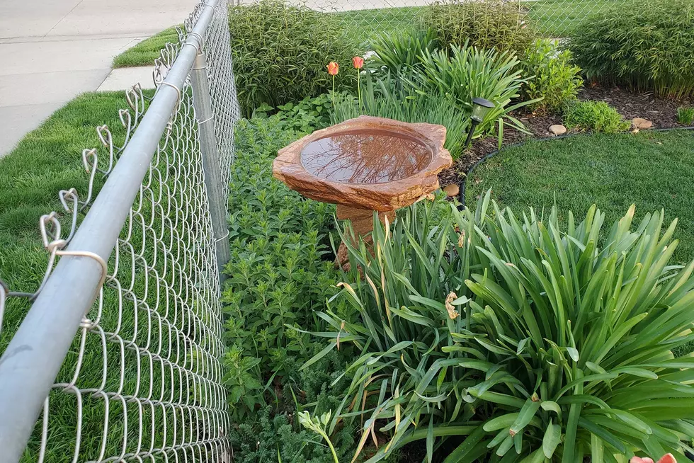 Why Has This Birdbath Become Like Scenes from a Horror Movie?