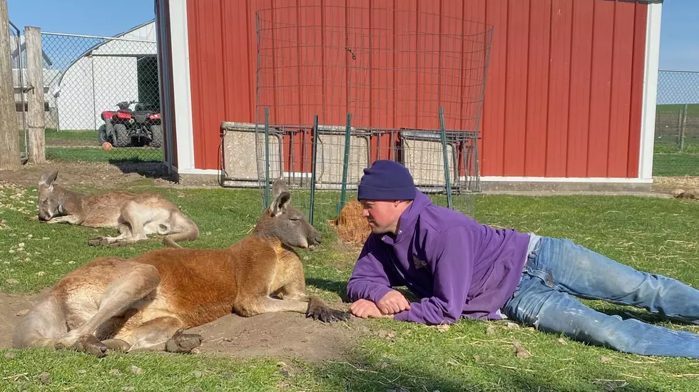 You Can Hang Out With Kangaroos at an Eastern Iowa Farm [PHOTOS]