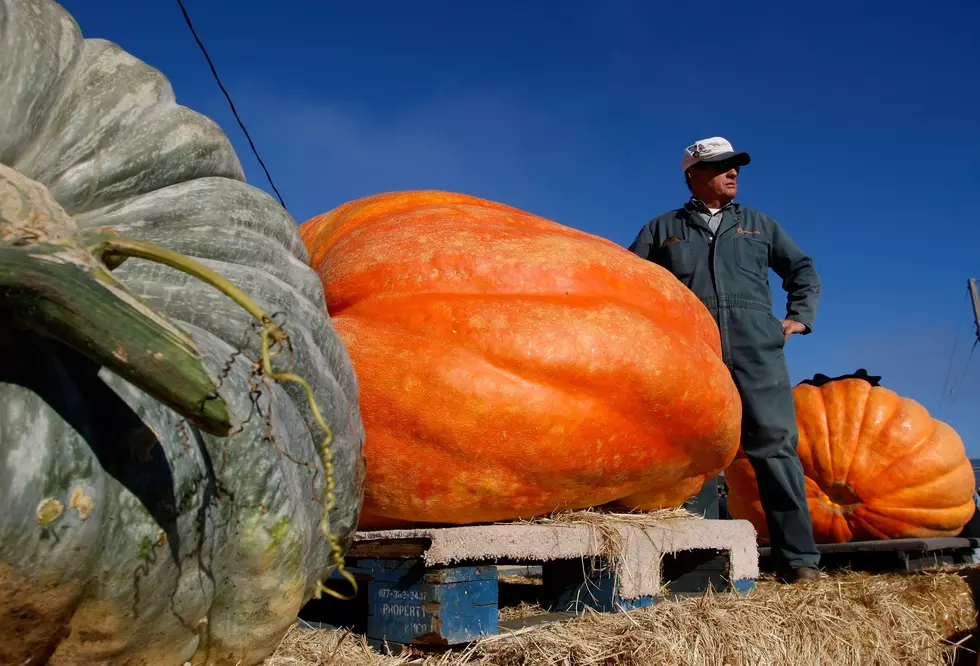 Anamosa Celebrating 34 Years of Giant Pumpkins
