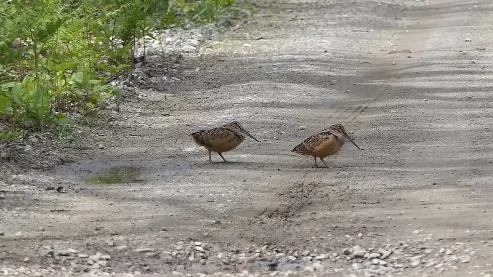 These Long-Billed Iowa Birds Love to Dance [WATCH]