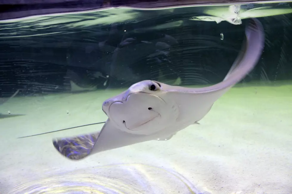 Malfunction At Dubuque Aquarium Kills All But One Stingray