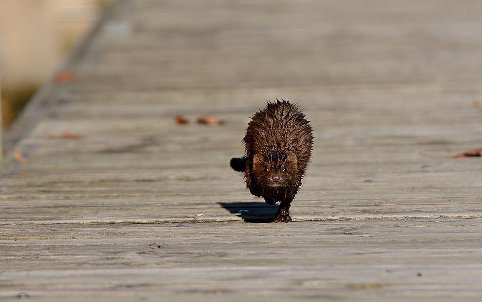 This Animal Found Throughout the Midwest is Mighty Fierce [WATCH]