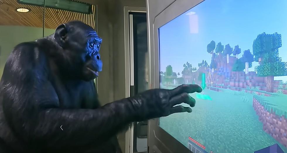 Famous YouTuber Teaches Iowa Ape to Play a Video Game [WATCH]