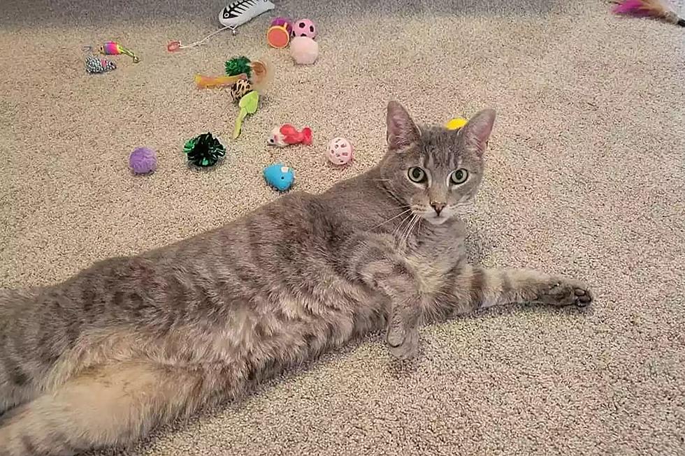 Iowa Cat Who Spent Entire Life In A Shelter Gets Adopted