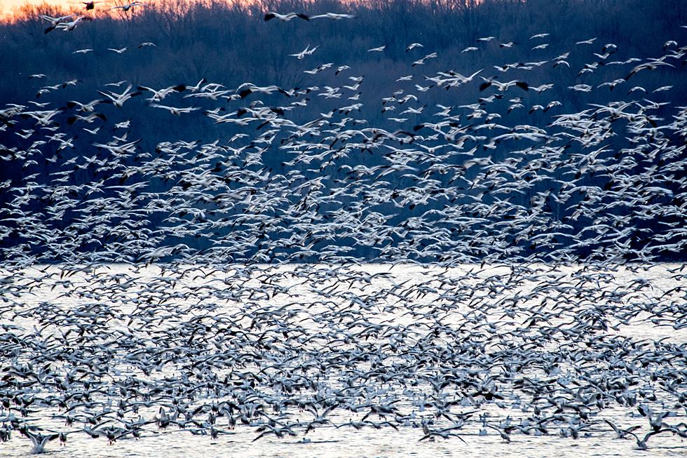 Massive Migration of Birds Expected in Iowa and Wisconsin This Weekend