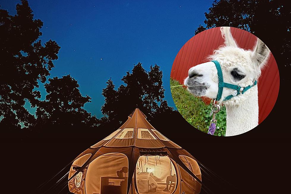Eastern Iowa Llama Farm Debuts Cool New Camping Experience