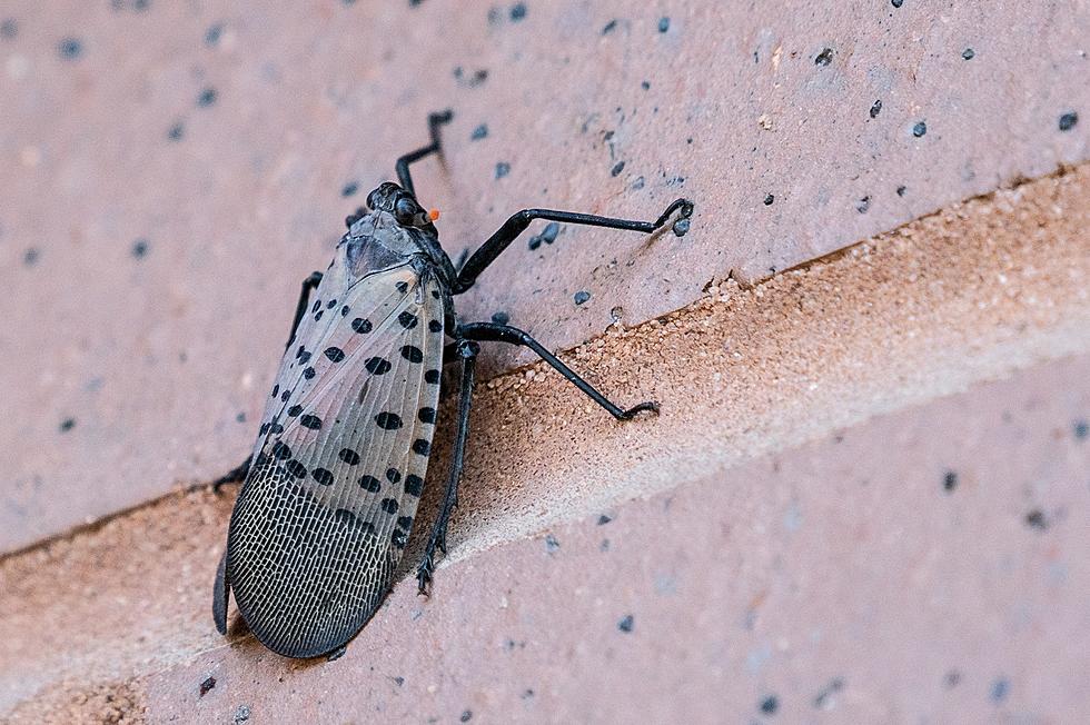 Pest Now in Central Midwest: Experts Say You Should Kill This Insect