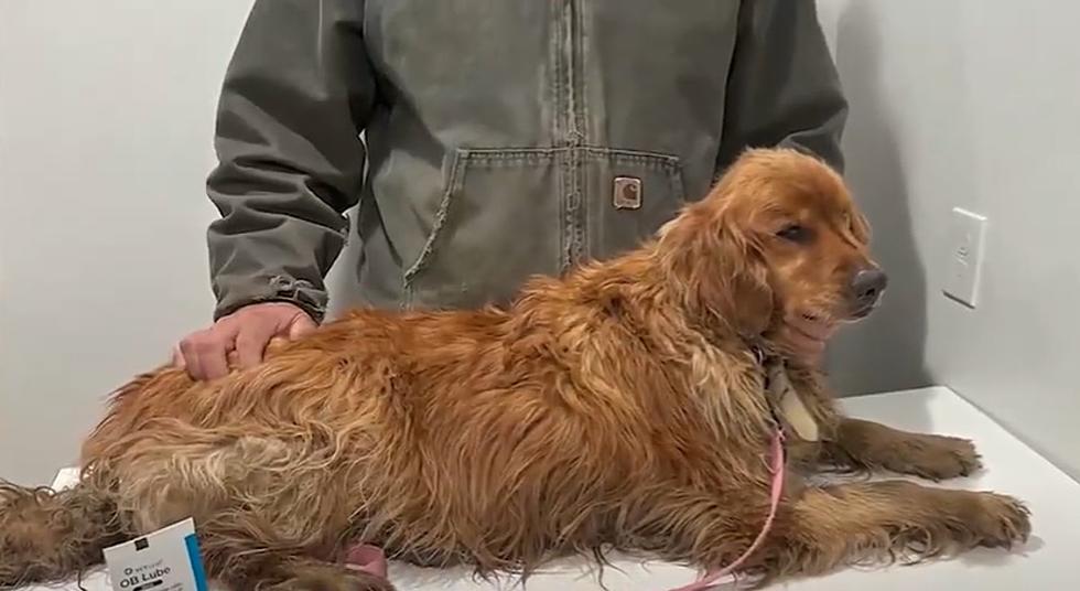 Missing Iowa Dog Found Safe After Being Gone 5 Months [VIDEO]