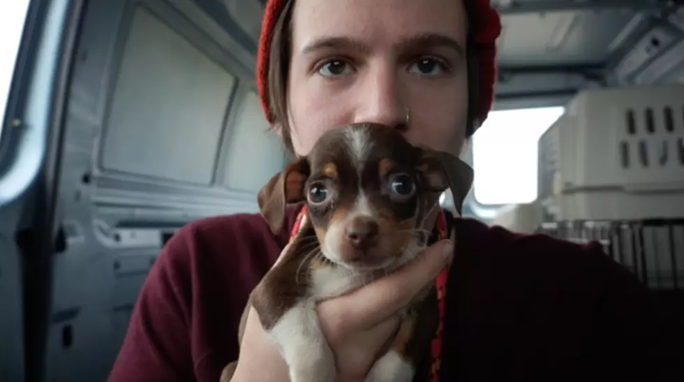Local Iowa Rescue Saves Puppies [VIDEO]