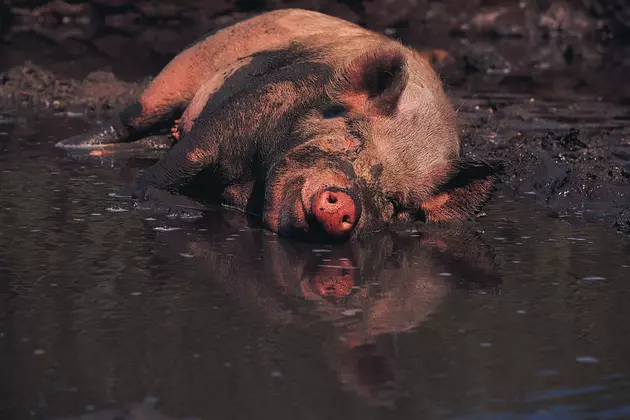 Rotting Smell Of Dead Pigs Holds Iowa Town &#8220;Hostage&#8221;