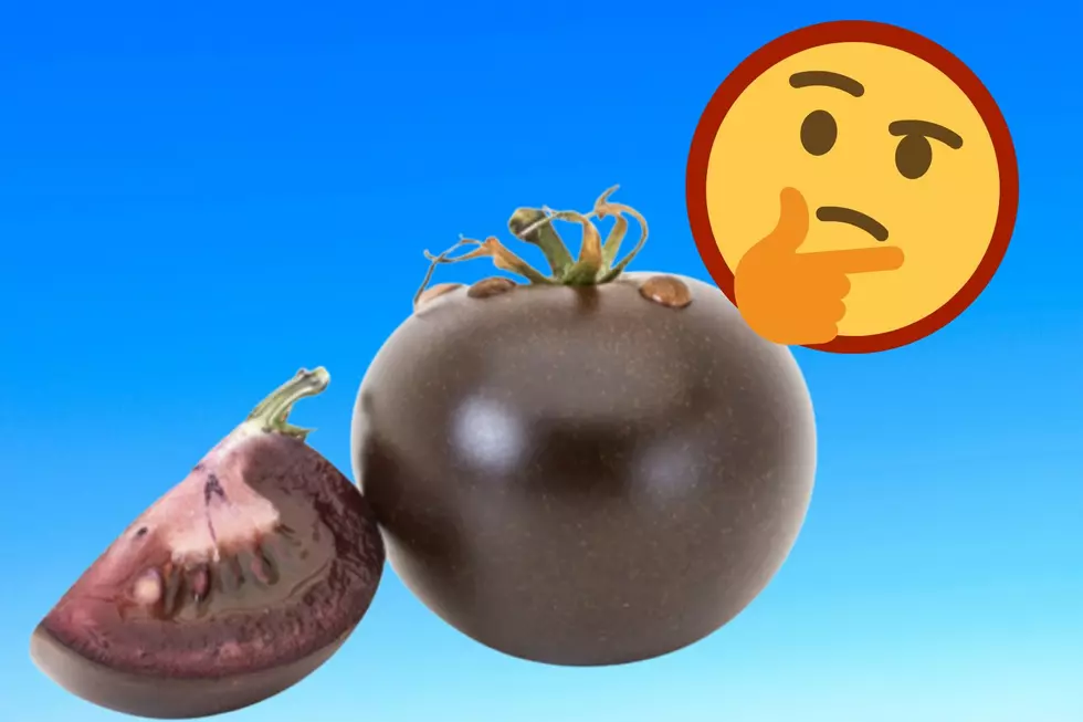 Weird! Purple Tomatoes are Coming to Iowa [PHOTOS]